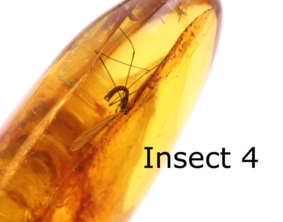 40 Million-Year-Old Baltic Amber with 4 Insect Inclusions