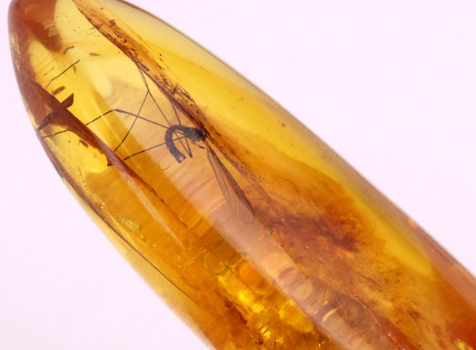 40 Million-Year-Old Baltic Amber with 4 Insect Inclusions