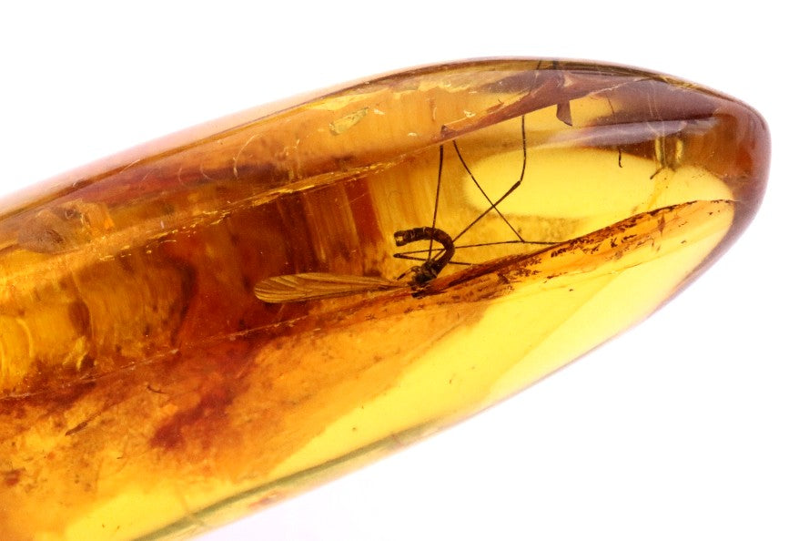 40 Million-Year-Old Baltic Amber with 4 Insect Inclusions