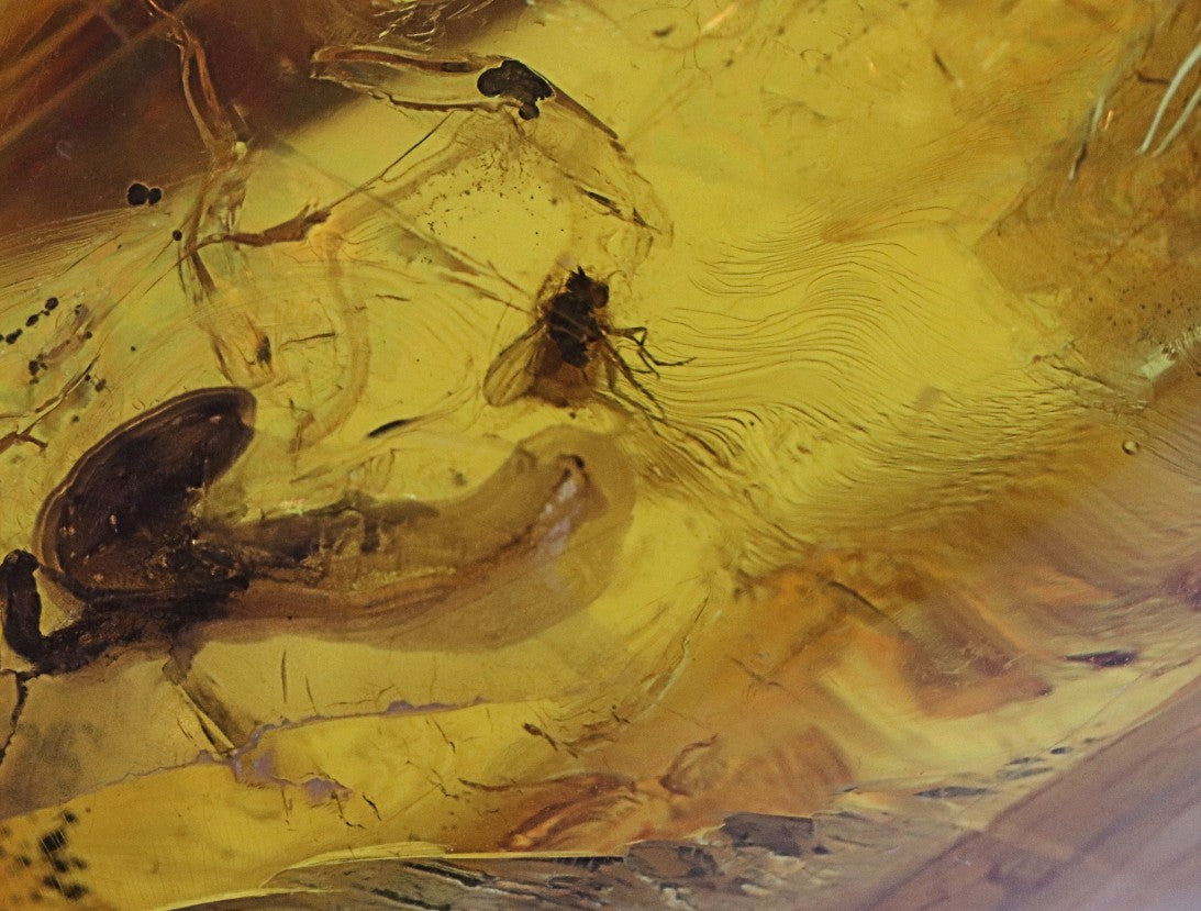 Amber Insect Inclusion Museum Collector's gem With 3 X Insect Inclusions