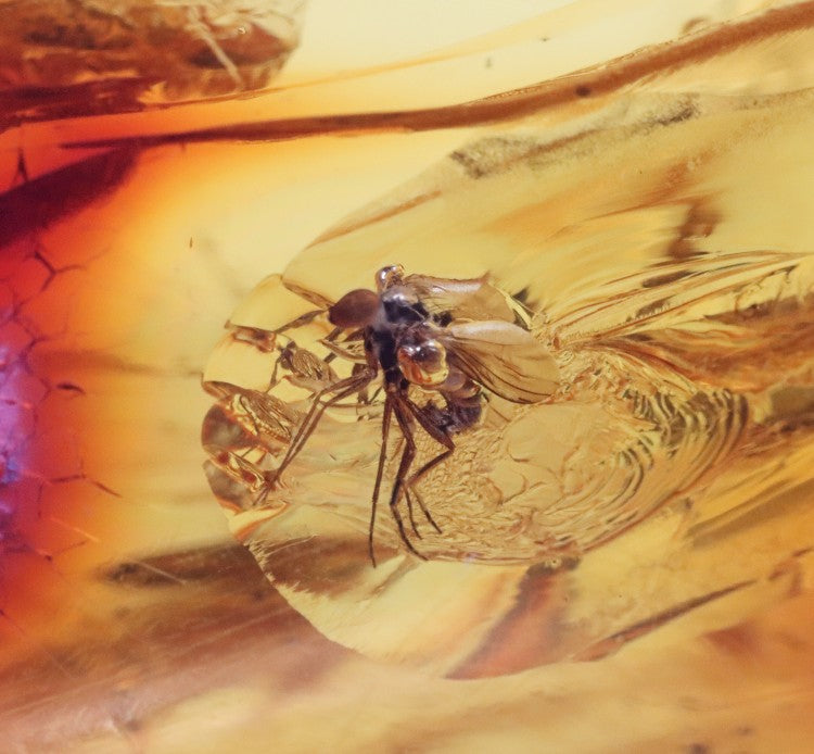 Amber Insect Inclusion Museum Collector's gem With 3 X Insect Inclusions