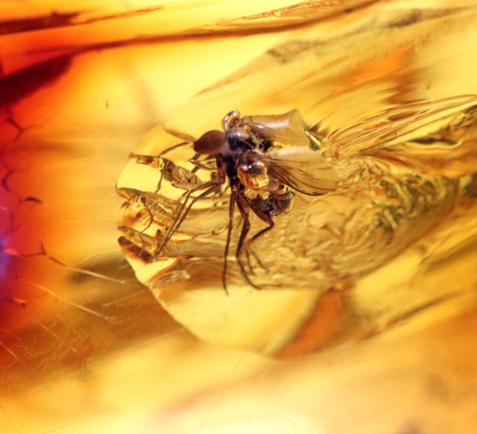 Amber Insect Inclusion Museum Collector's gem With 3 X Insect Inclusions