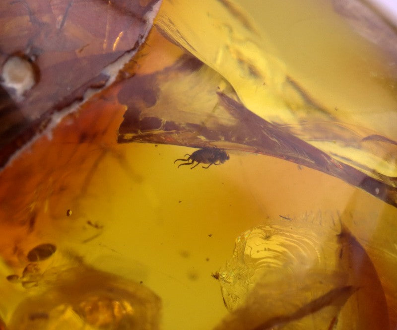 Amber Insect Inclusion Museum Collector's gem With 3 X Insect Inclusions