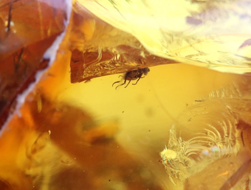 Amber Insect Inclusion Museum Collector's gem With 3 X Insect Inclusions