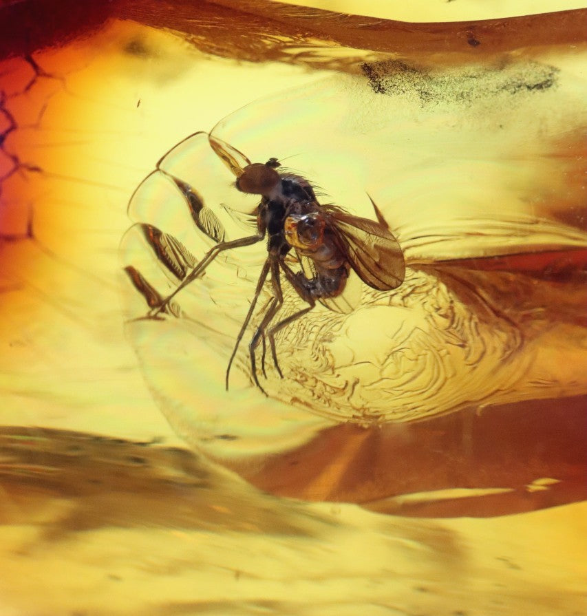 Amber Insect Inclusion Museum Collector's gem With 3 X Insect Inclusions