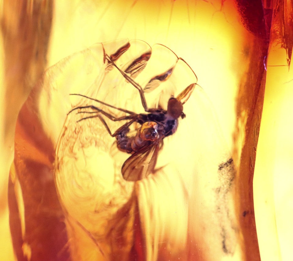 Amber Insect Inclusion Museum Collector's gem With 3 X Insect Inclusions