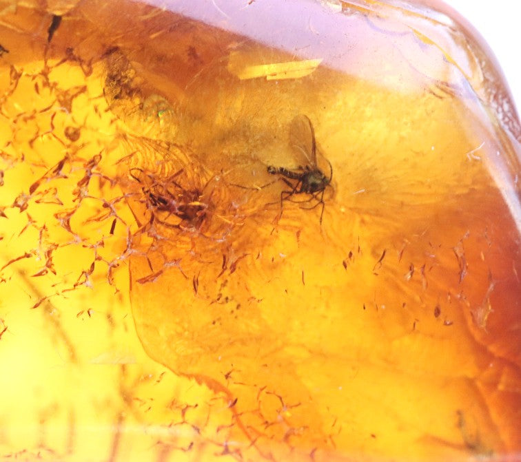Baltic Amber Gem with 3 Insects Inclusion