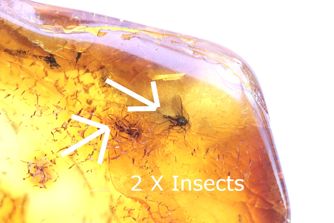 Baltic Amber Gem with 3 Insects Inclusion