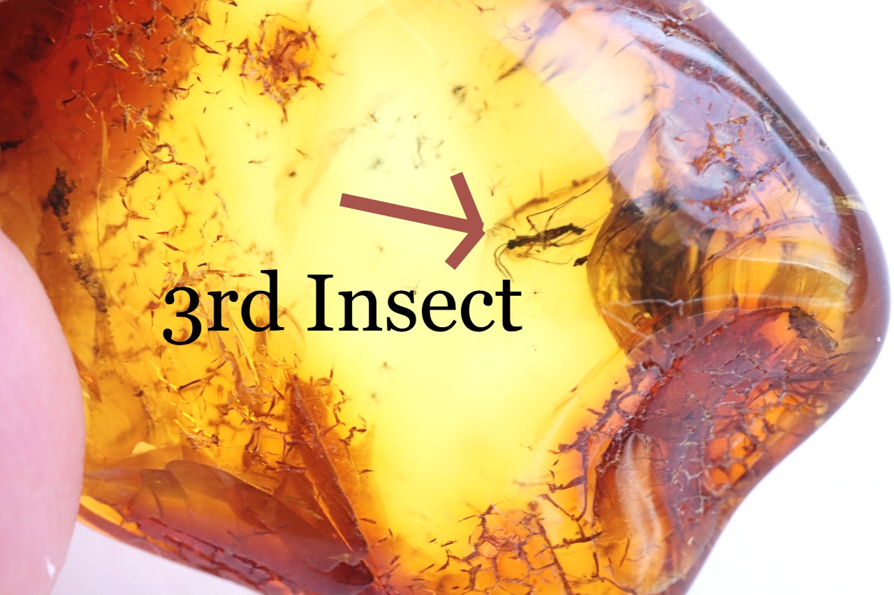 Baltic Amber Gem with 3 Insects Inclusion