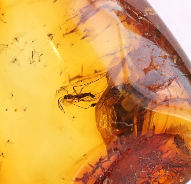 Baltic Amber Gem with 3 Insects Inclusion