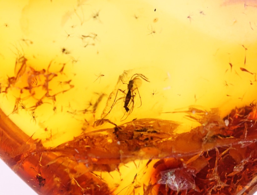 Baltic Amber Gem with 3 Insects Inclusion