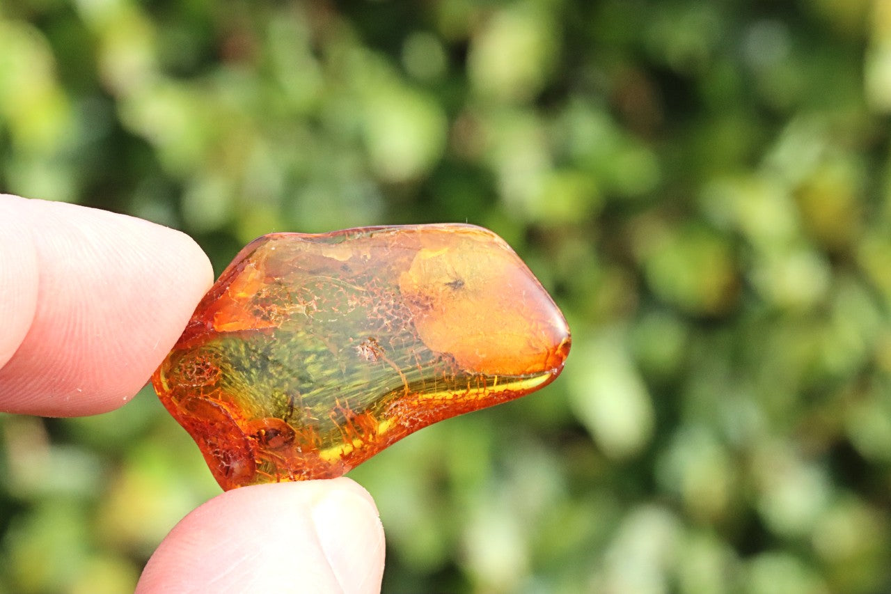 Baltic Amber Gem with 3 Insects Inclusion