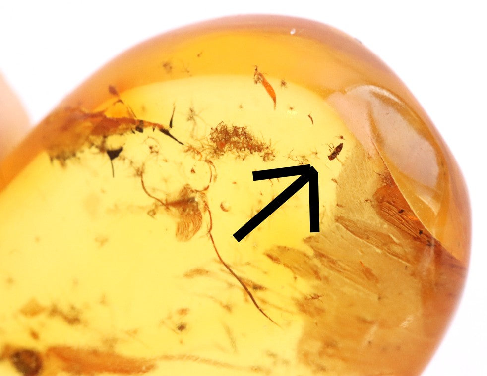 Tiny Insect in Amber | Natural Gemstone for Collectors & Jewellery Making
