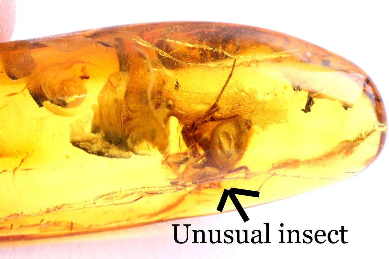 Baltic Amber with 6 Insect Inclusions
