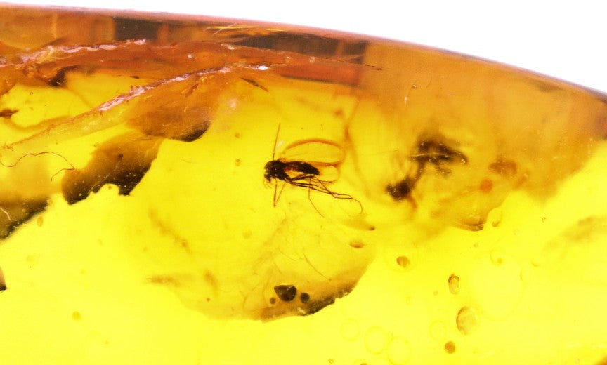 Baltic Amber with 6 Insect Inclusions
