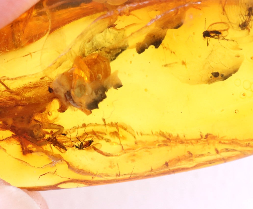 Baltic Amber with 6 Insect Inclusions