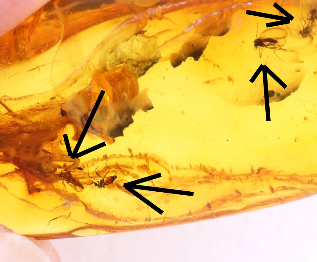 Baltic Amber with 6 Insect Inclusions