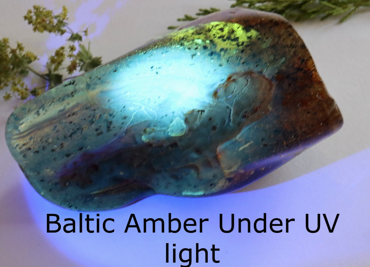 Unbelievable Large of 146g Baltic Amber Collector's Gem