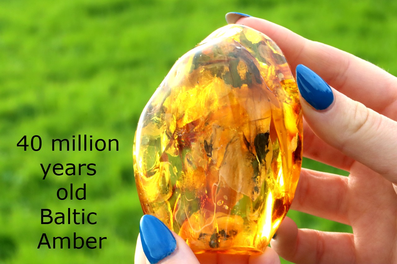 Amber Insect Inclusion Museum Collector's gem With 3 X Insect Inclusions