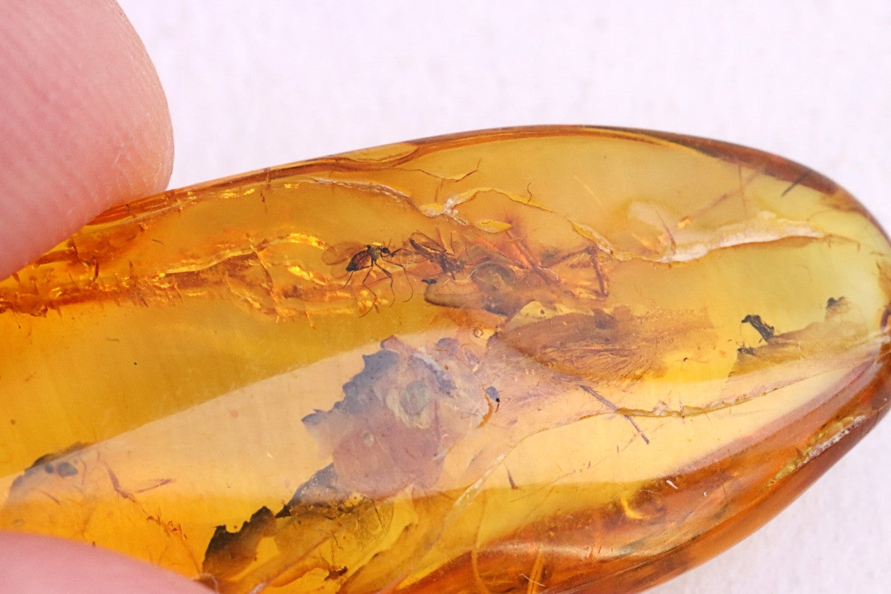 Baltic Amber with 6 Insect Inclusions