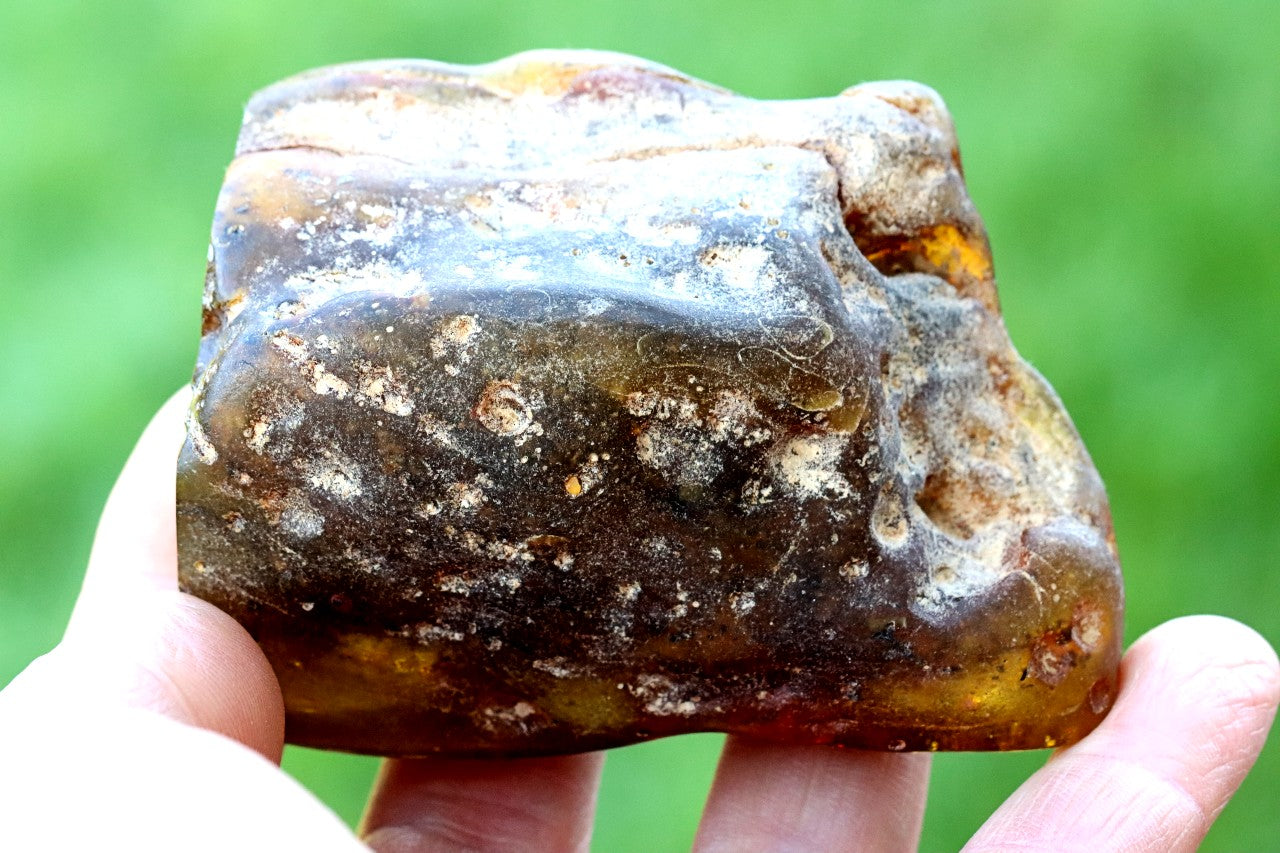 Grade AAA Baltic Amber Collector’s Gemstone