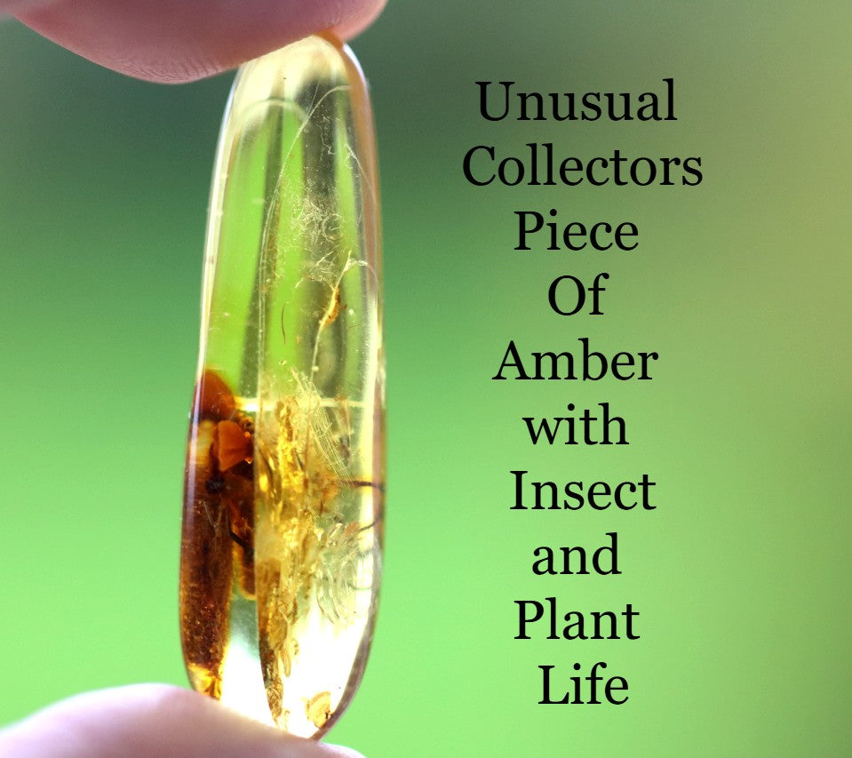 Rare Baltic Amber with Insect & Plant Inclusion
