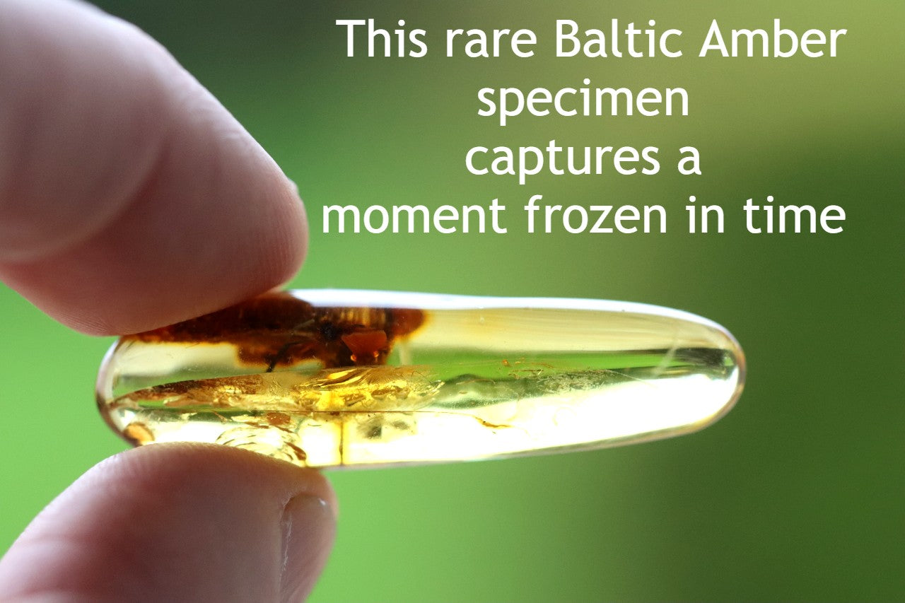 Rare Baltic Amber with Insect & Plant Inclusion