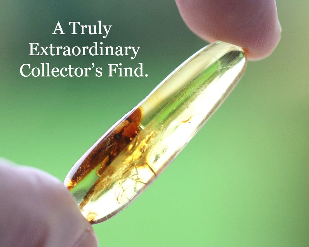 Rare Baltic Amber with Insect & Plant Inclusion