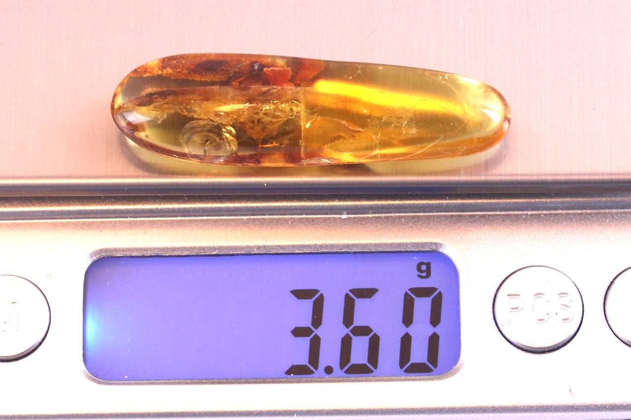 Rare Baltic Amber with Insect & Plant Inclusion