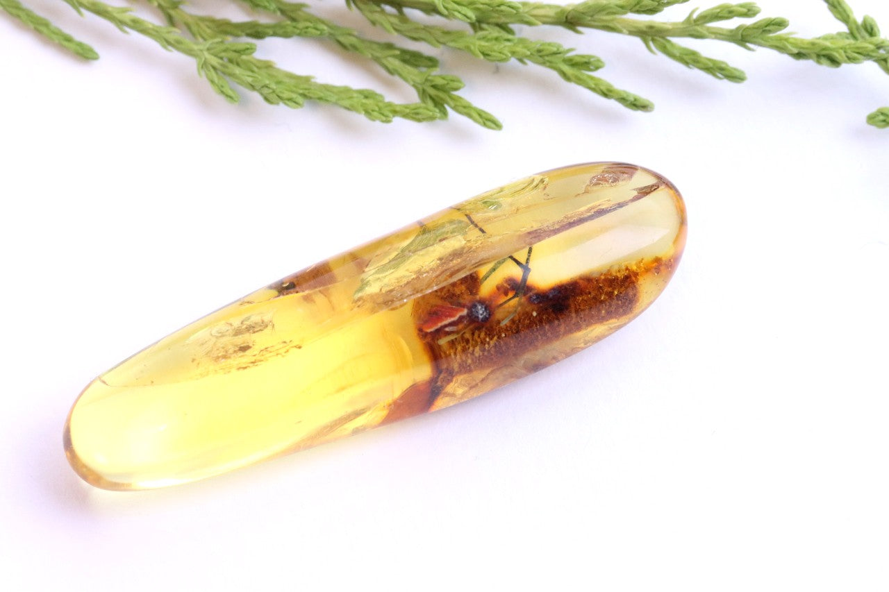 Rare Baltic Amber with Insect & Plant Inclusion