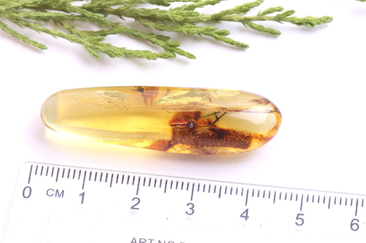 Rare Baltic Amber with Insect & Plant Inclusion