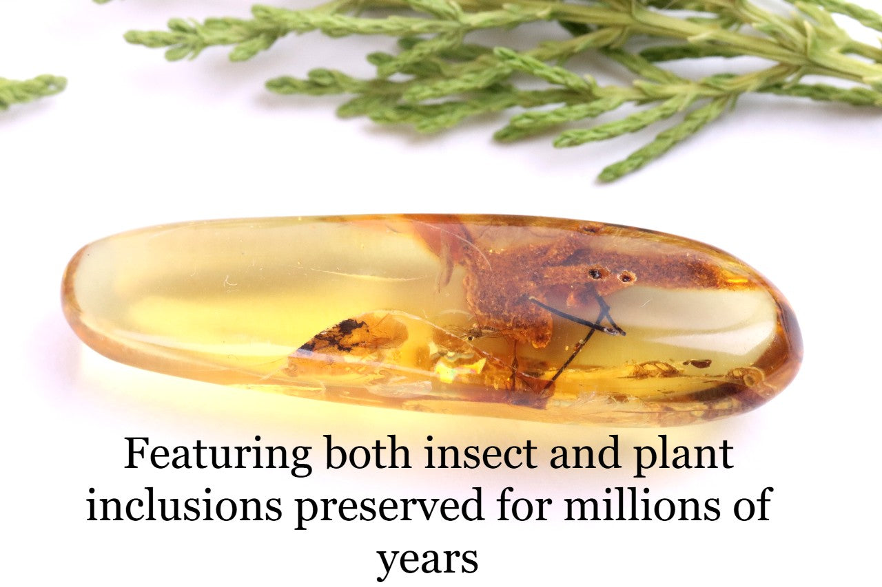 Rare Baltic Amber with Insect & Plant Inclusion