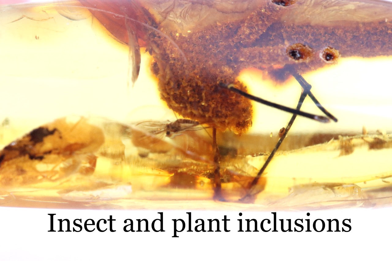 Rare Baltic Amber with Insect & Plant Inclusion