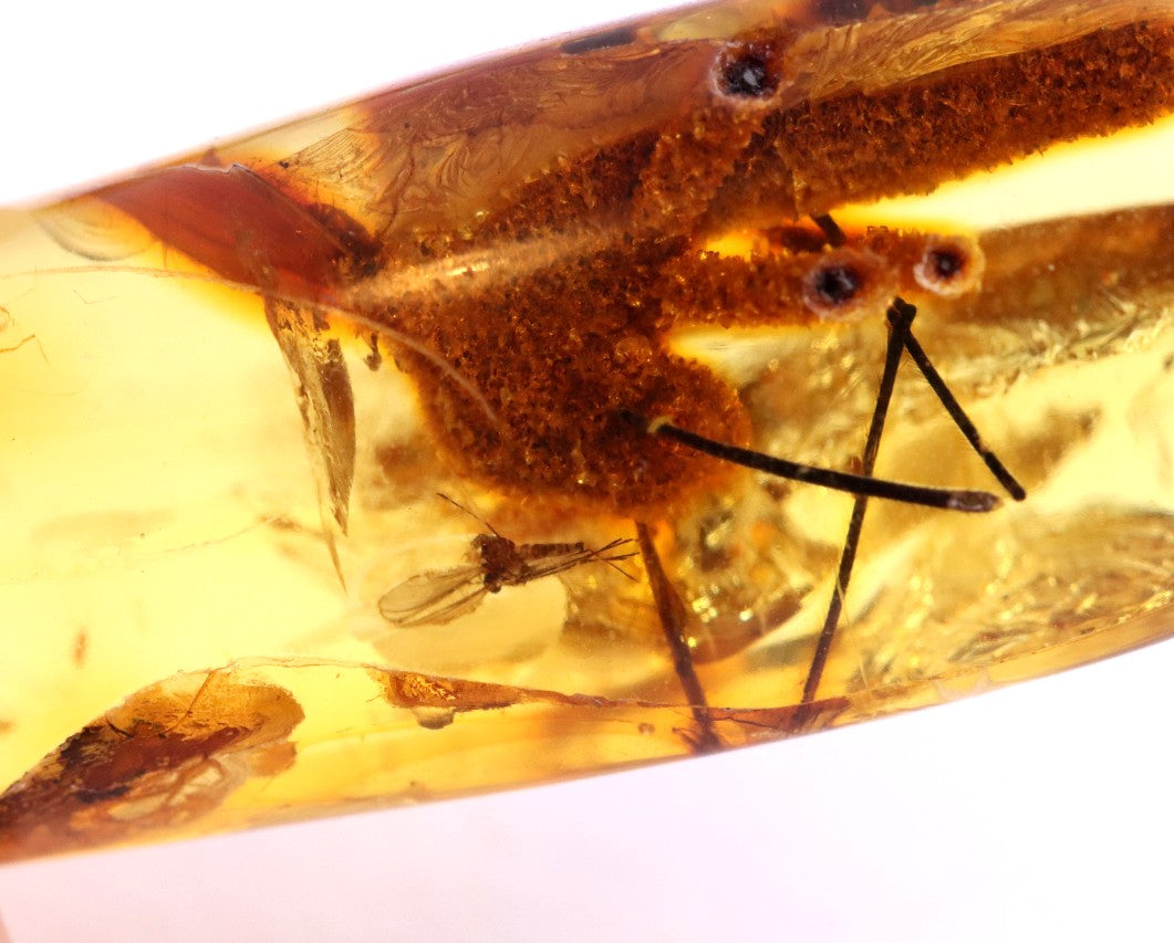 Rare Baltic Amber with Insect & Plant Inclusion