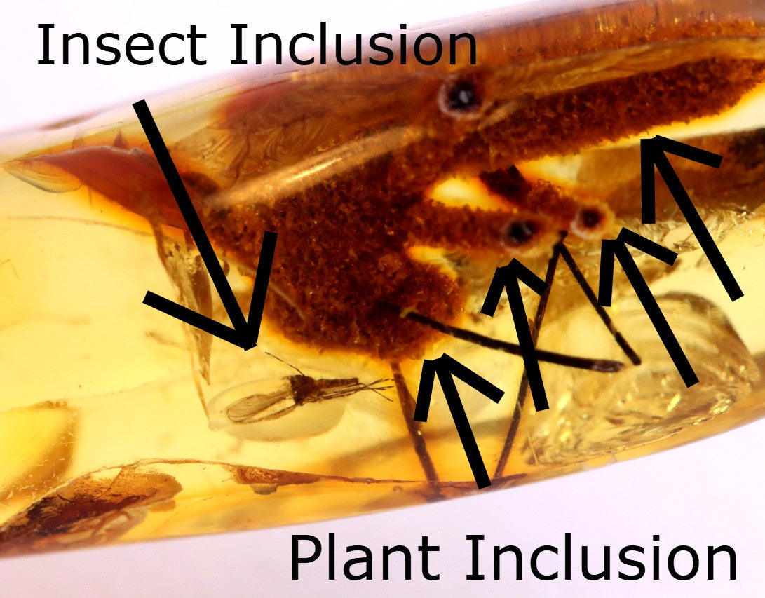 Rare Baltic Amber with Insect & Plant Inclusion