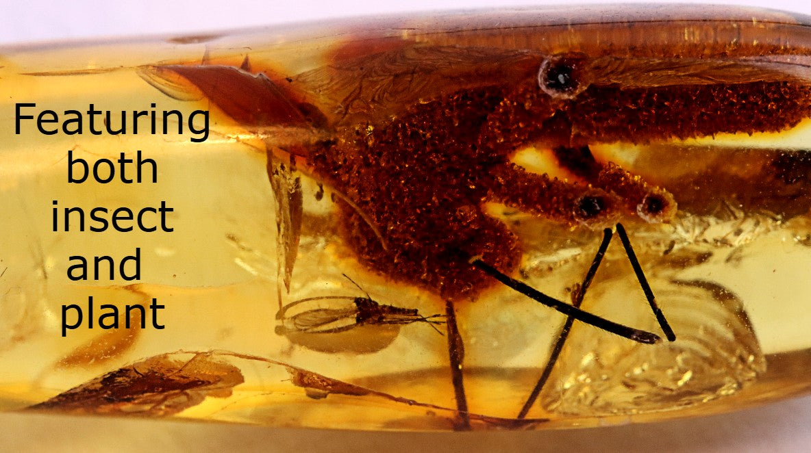 Rare Baltic Amber with Insect & Plant Inclusion