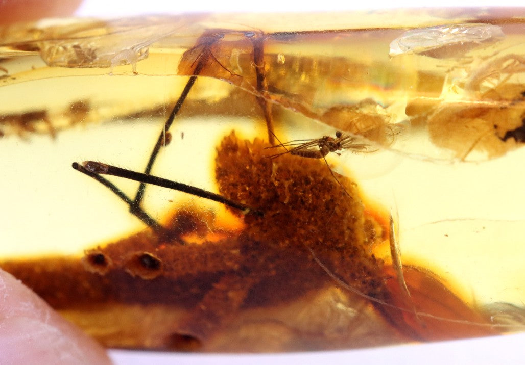 Rare Baltic Amber with Insect & Plant Inclusion