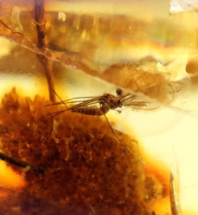 Rare Baltic Amber with Insect & Plant Inclusion