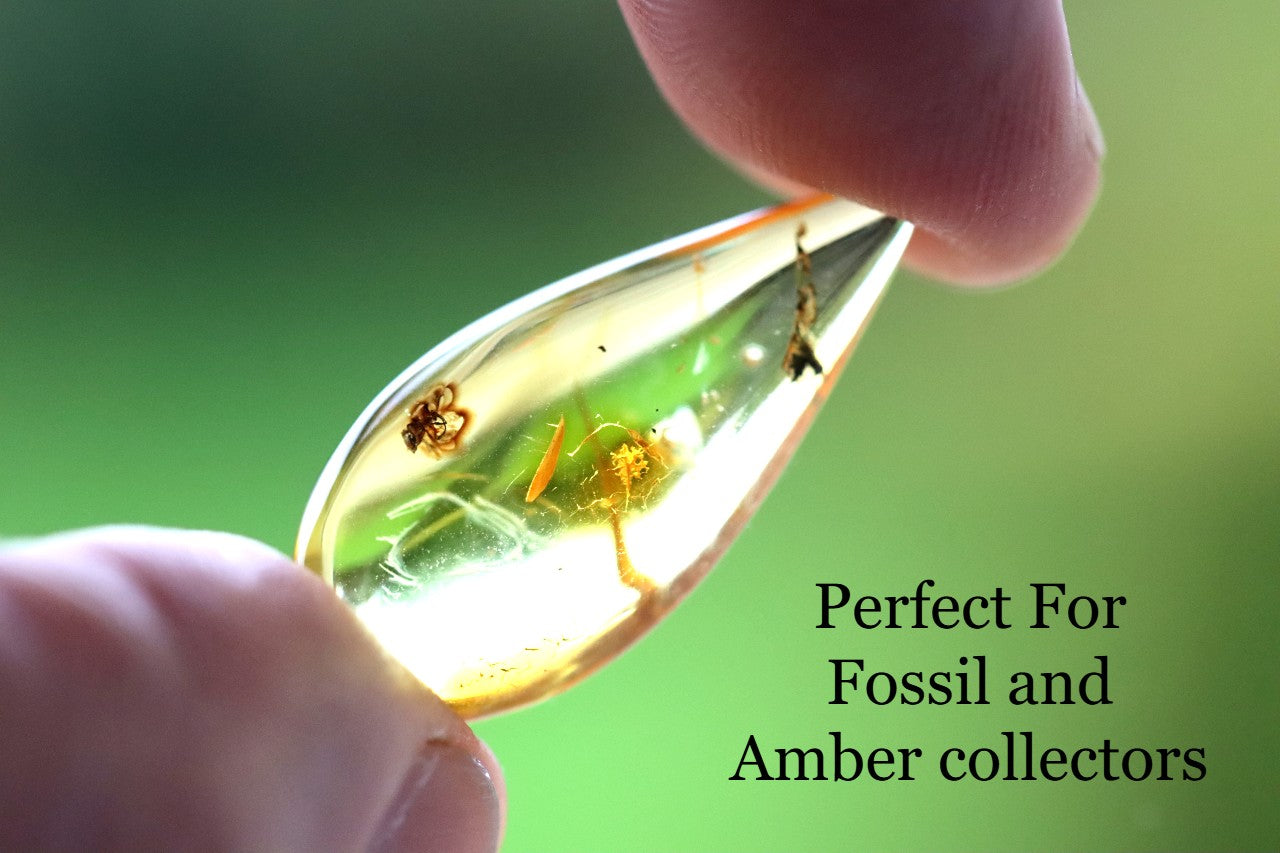 Baltic Amber Fossil with Insect Inclusion