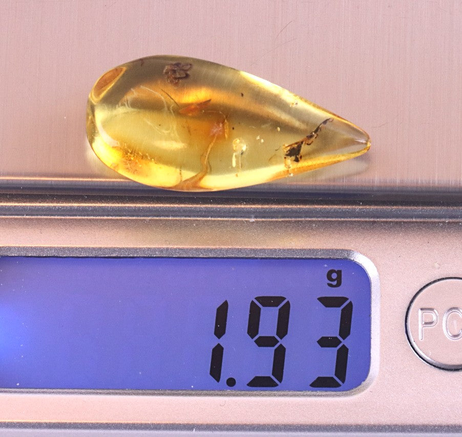 Baltic Amber Fossil with Insect Inclusion