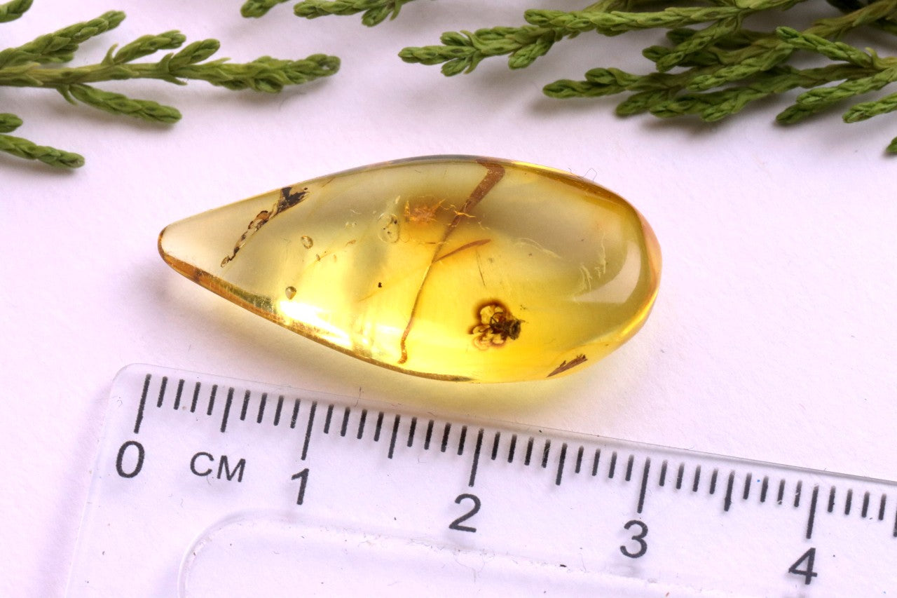 Baltic Amber Fossil with Insect Inclusion