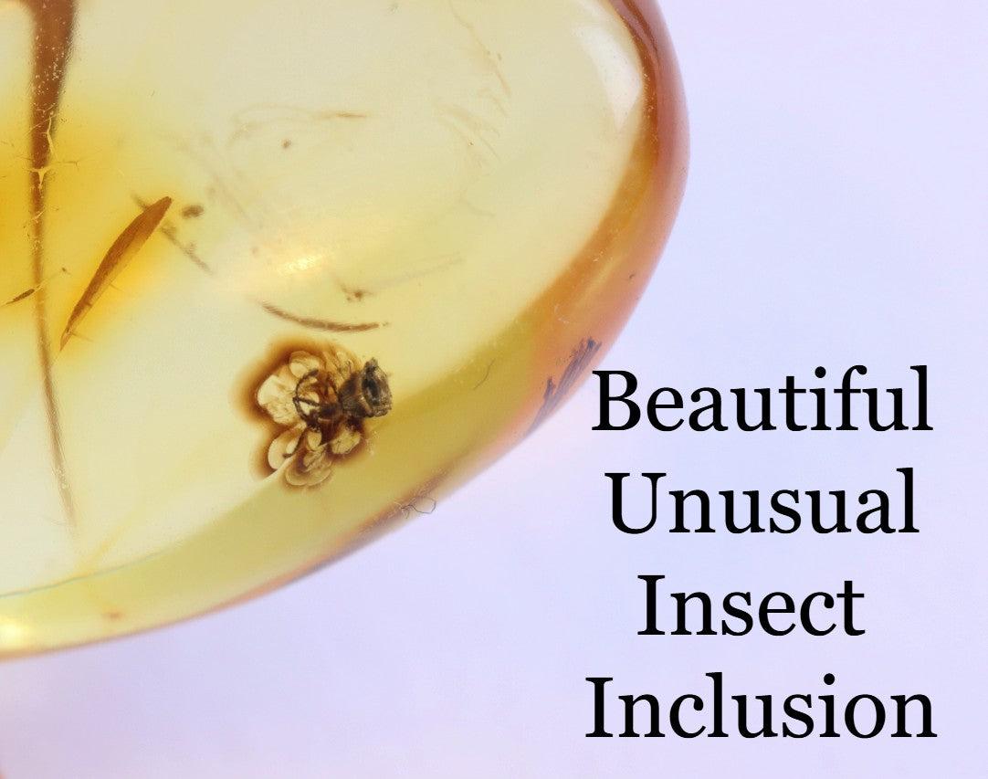 Baltic Amber Fossil with Insect Inclusion