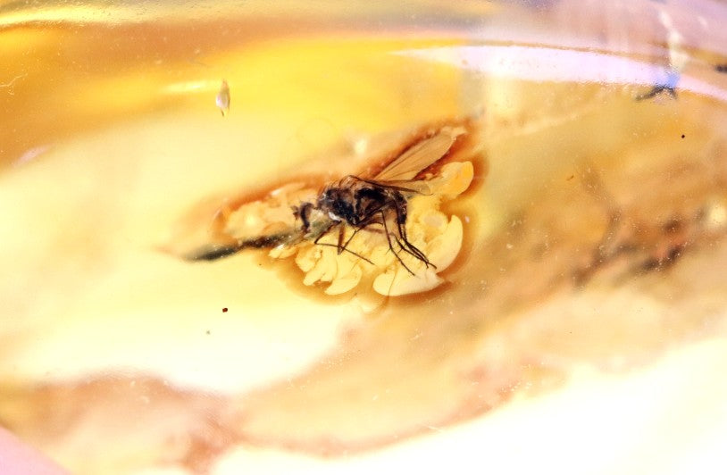 Authentic Amber With Insect Inclusion