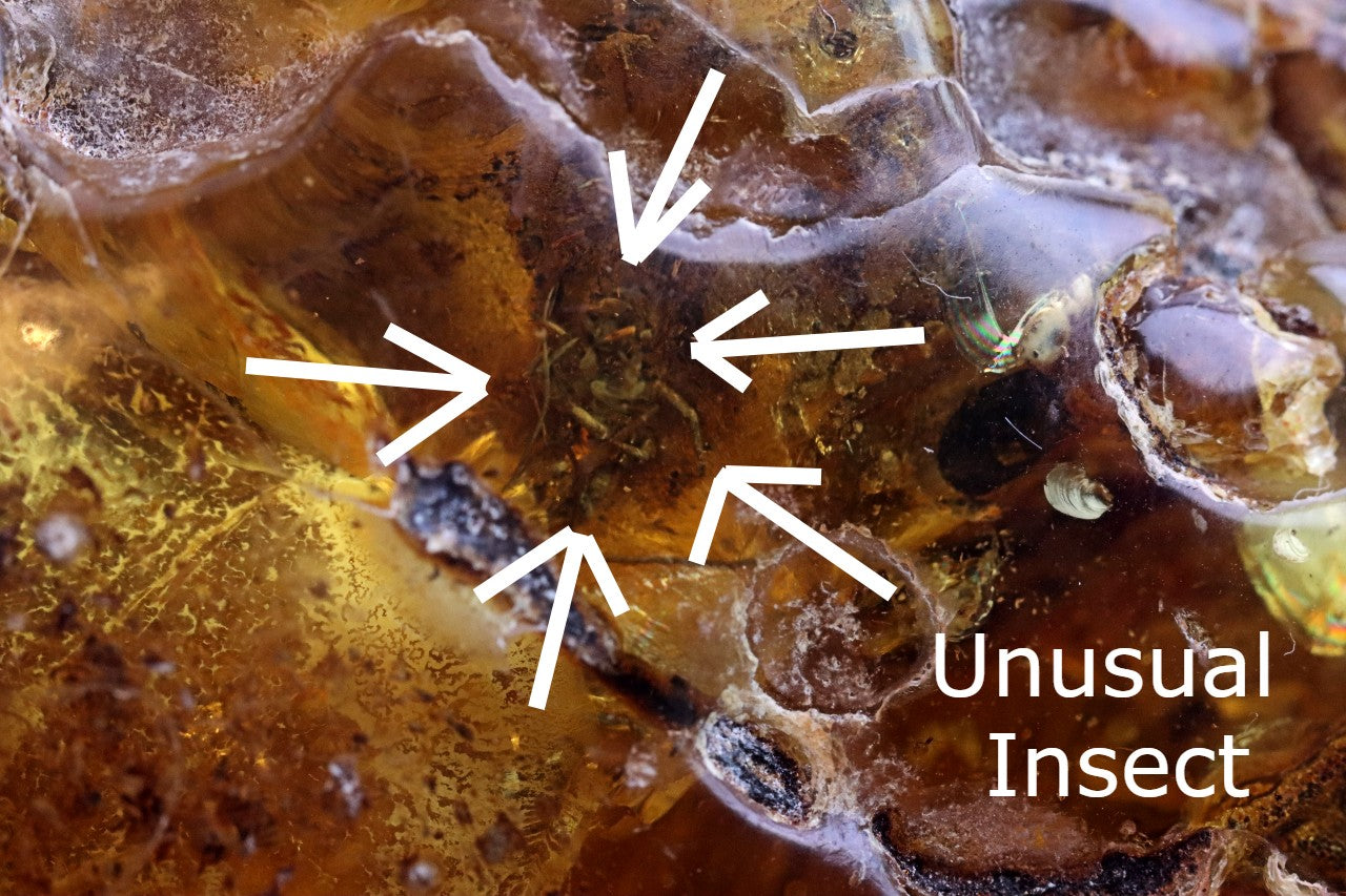 Large Baltic Amber Gem with Rare Inclusion & Air Bubbles