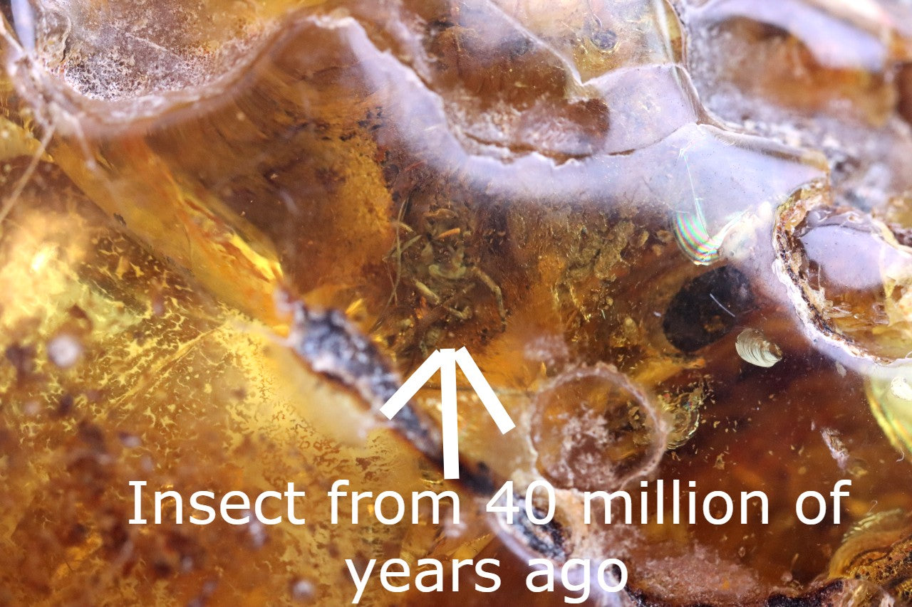 Large Baltic Amber Gem with Rare Inclusion & Air Bubbles