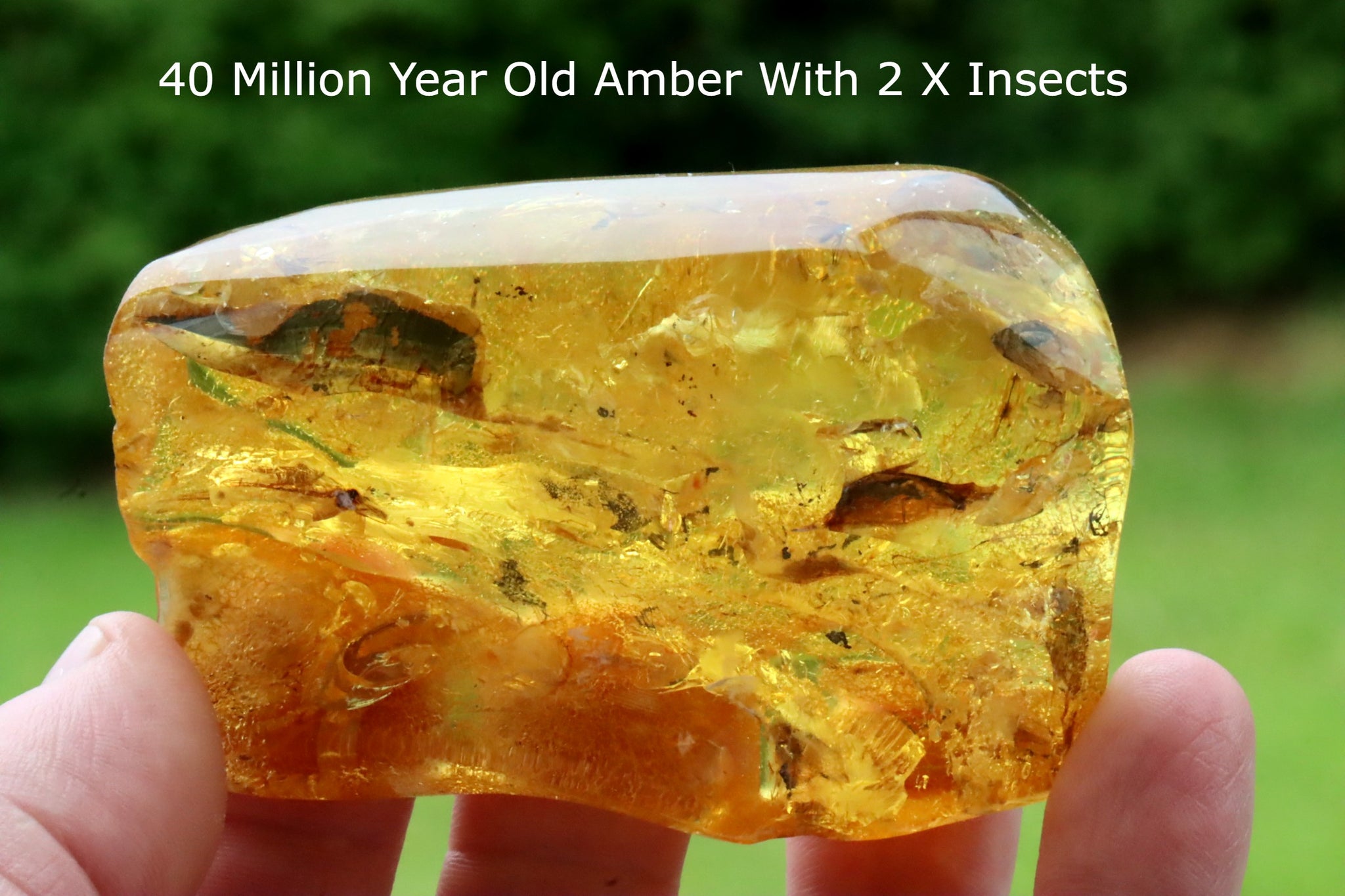 Large Amber Gem with 2 Insect Inclusions
