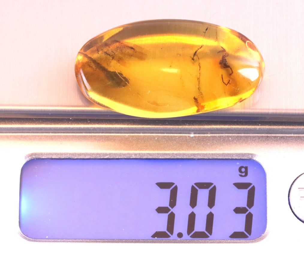 Baltic Amber with Spider Inclusion