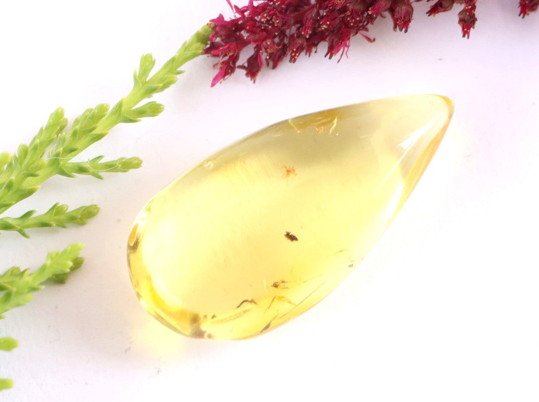 Ant Inclusion in Baltic Amber