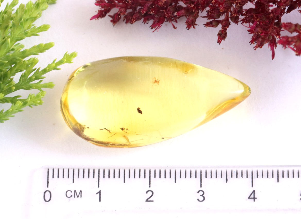 Ant Inclusion in Baltic Amber