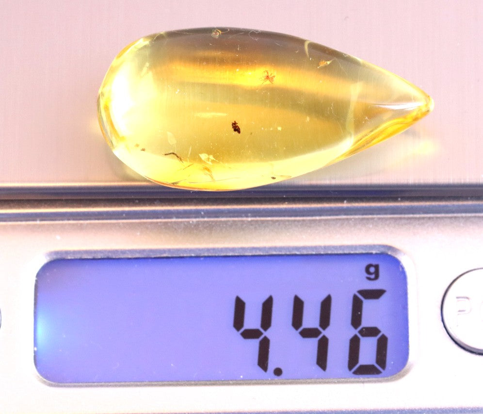 Ant Inclusion in Baltic Amber